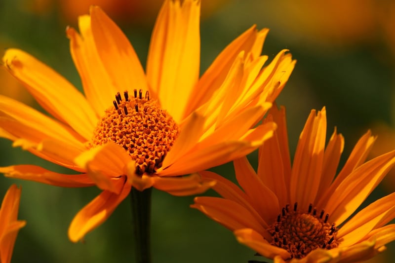 Flower bed